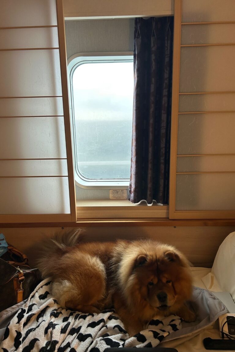 Tokyo To Hokkaido Ferry With A Dog – What To Expect