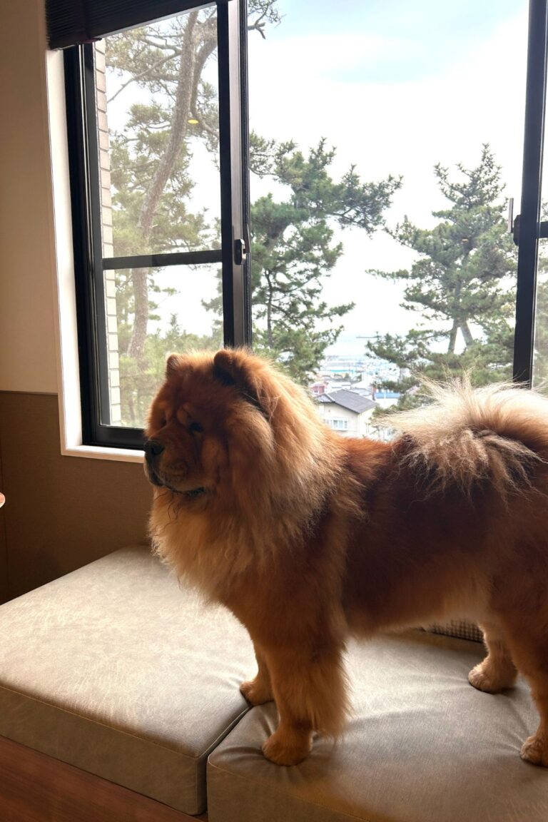 The Best Dog Hotel Near Tokyo – Doggy’s Coast Oarai