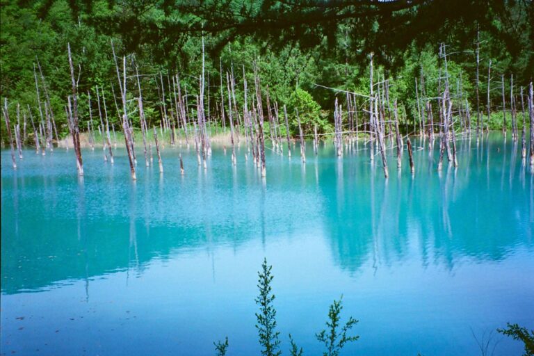 Is The Shirogane Blue Pond Day Trip From Sapporo Worth It?